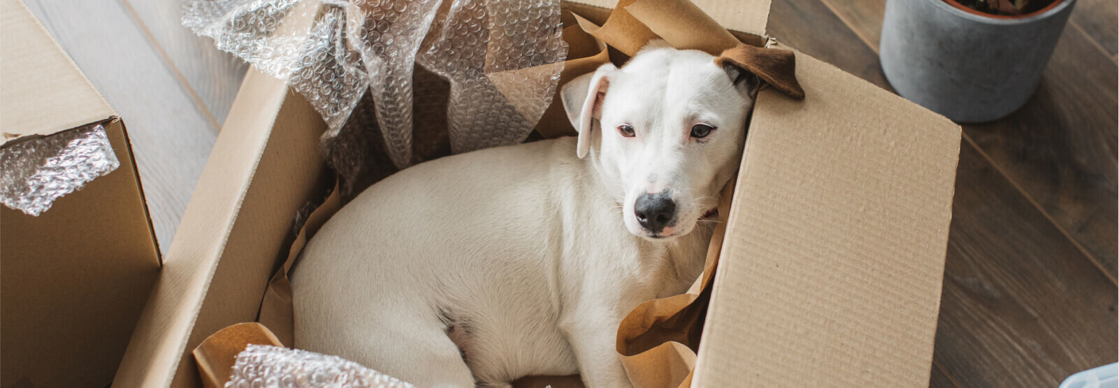 Small dog sitting in a moving box with bubble wrap